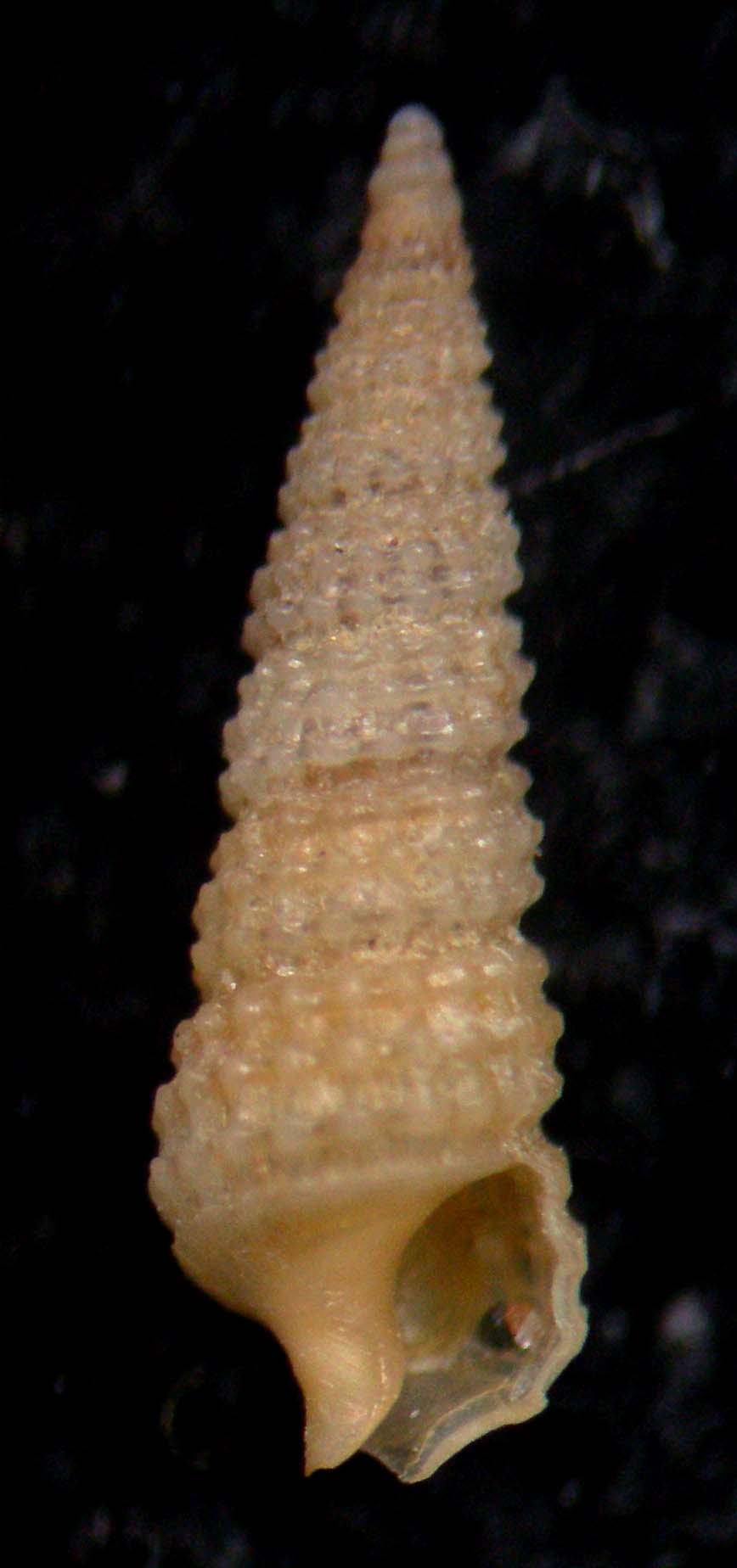 cerithiopsis perlata